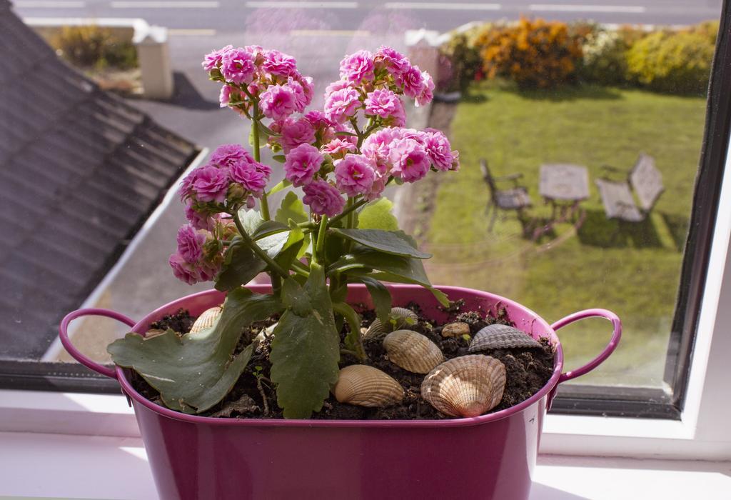 Bed and Breakfast Eagle Heights Enniscrone Esterno foto